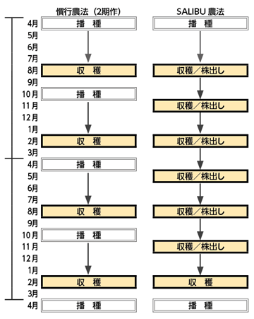 図１　SALIBU農法技術による２年７作と通常の２期作（２年４作）の播種・収穫時期の事例