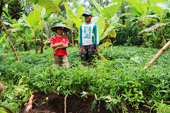 写真1 	火山灰土壌に生育するバナナとサツマイモ（インドネシア東ジャワ州）。バナナは全て品種が異なる