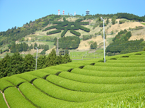 写真５　「茶草場農法」のシンボル「粟ヶ岳」（掛川市）