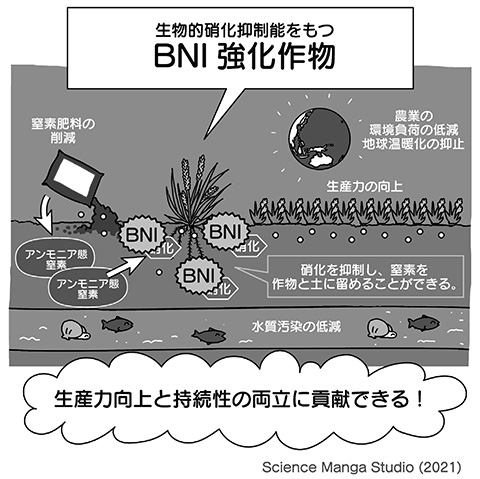 図１　BNI強化作物による窒素利用効率向上と環境負荷削減