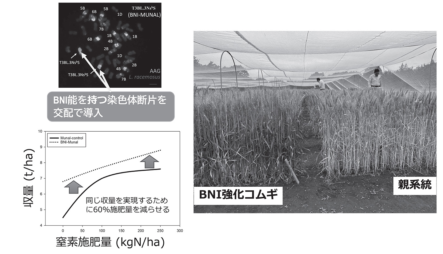 図２　Lr#N-SAを持つBNI強化コムギ